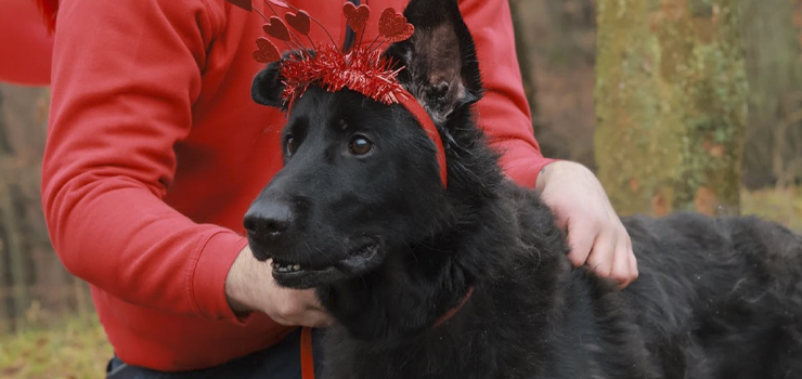 Po 10 latach w domu, Saba została oddana do schroniska