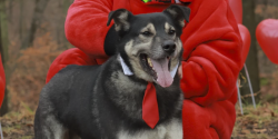 Wspania�y Filli szuka domu!