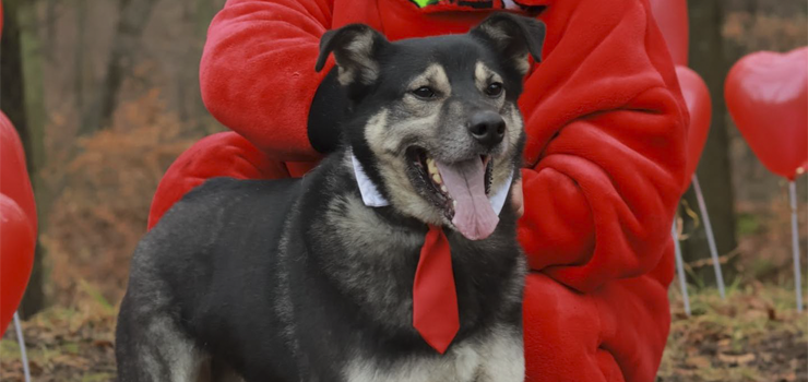 Wspaniały Filli szuka domu!