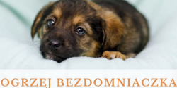Zima to najtrudniejszy czas w roku dla naszych podopiecznych