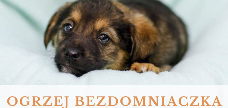 Zima to najtrudniejszy czas w roku dla naszych podopiecznych