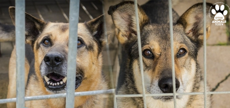 Te cudowne psiaki – Wedel, Diego, Taurin, Pulpek i wiele innych – wciąż czekają na swój wymarzony dom!