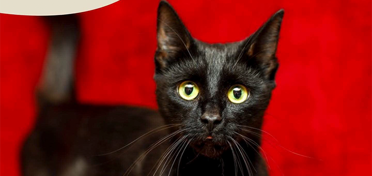 Bielenda - piękna i dostojna dama