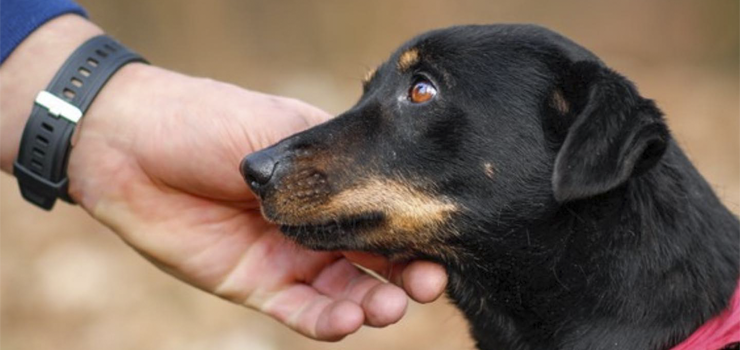 Pokochaj słodką Bonitkę!