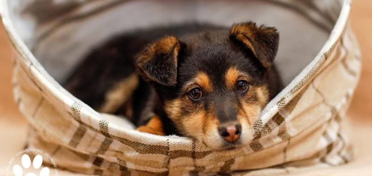 Sakura szuka kochającej rodziny!