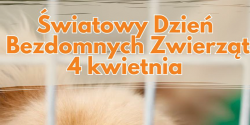 Jeszcze tak wiele bezbronnych ps�w i kot�w czeka na dom!
