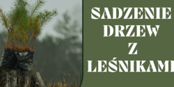 Sadzenie drzew z lenikami