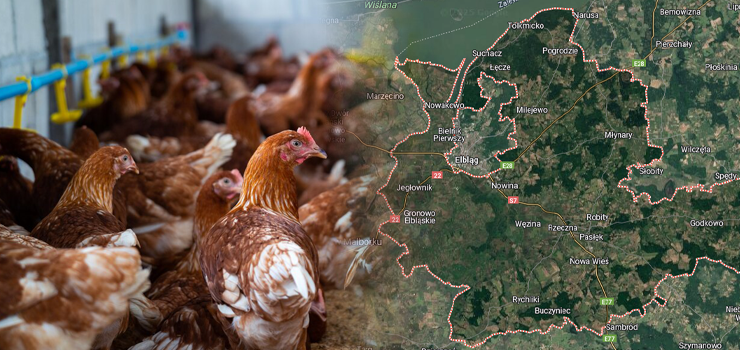 Ptasia grypa znów atakuje. W powiecie elbląskim wykryto ognisko choroby!