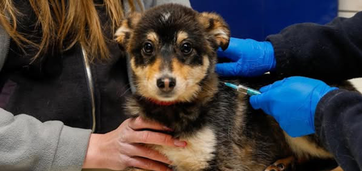 Przekazując swoje 1,5% podatku, pomagasz chorym i potrzebującym zwierzętom!