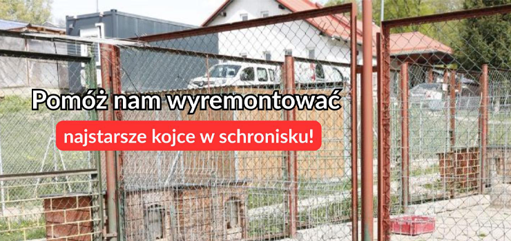 Elbląskie schronisko apeluje: Pomóż nam wyremontować najstarsze kojce!
