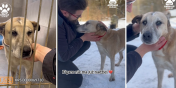 Niewidomy, niedosyszcy pies, do ktrego strzelano ze rutu