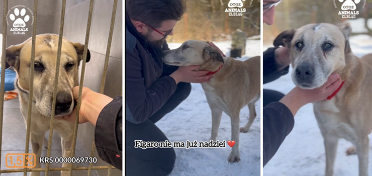 Schronisko prosi o wsparcie dla Figaro. To niewidomy, niedosyszcy pies, do ktrego strzelano ze rutu