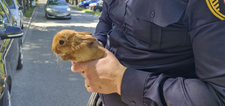 Stra Miejska zapaa nietypowego mieszkaca Elblga