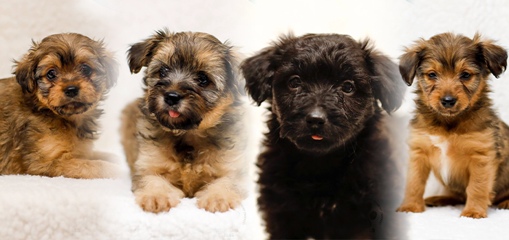 Szczeniaki szukają odpowiedzialnych domów!