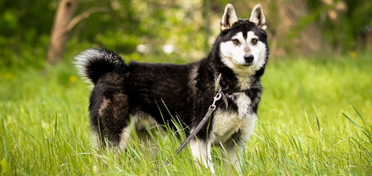 Melman czeka na dom!