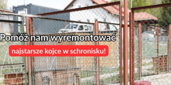 Zbi�rka na remont najstarszych kojc�w w schronisku!