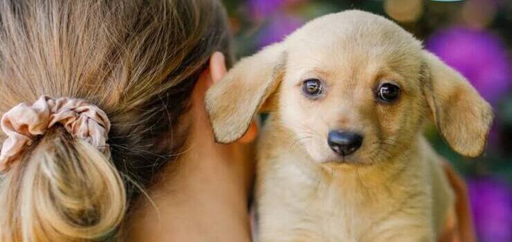 Pięć prześlicznych suczek szuka nowych, odpowiedzialnych domów!