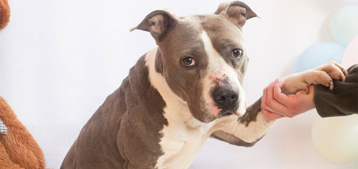 Aszmi szuka kochającego domu!