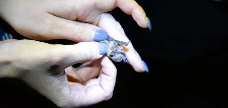 Nocne badanie nietoperzy na terenie PKWE