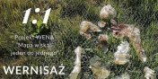 1:1 WENA - zapraszamy