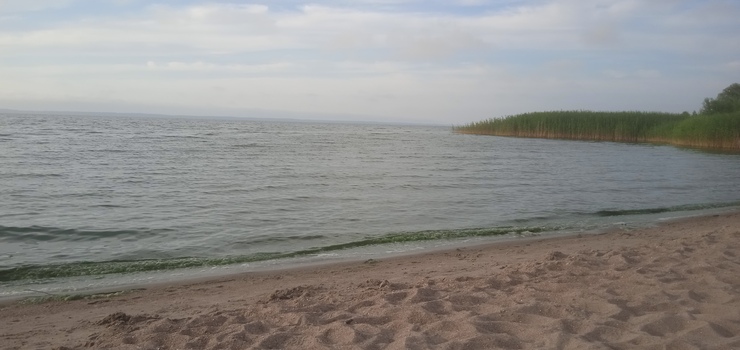 Zielona woda w Zalewie Wiślanym. Gdzie można się kąpać?