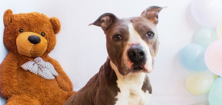 Aszmi szuka kochającego domu