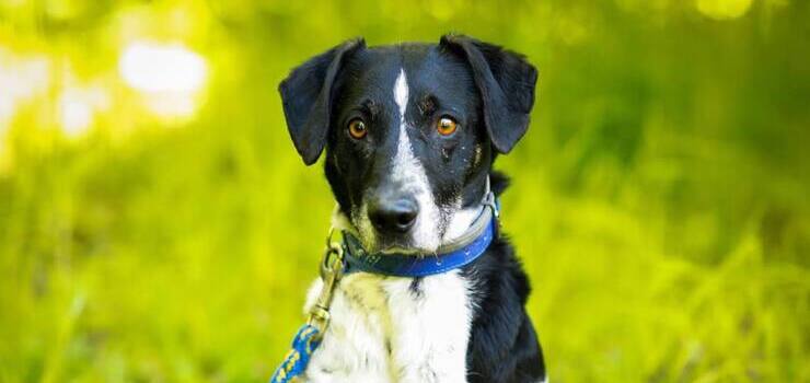 Bambino szuka nowego domu