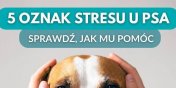 Po czym pozna, e Twj pies odczuwa stres?