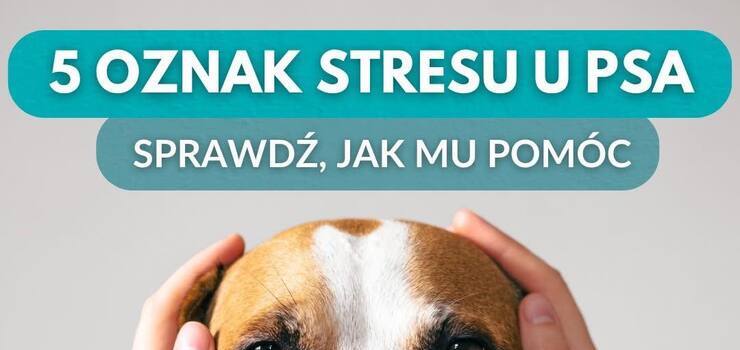 Po czym pozna, e Twj pies odczuwa stres?