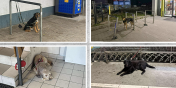 Pozostawienie psa pod sklepem to wykroczenie. Moesz dosta mandat w wysokoci 500 z