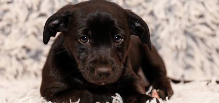 5 uroczych szczeniaków szuka odpowiedzialnych rodzin!