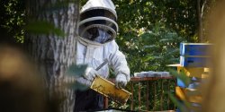 Wielki Dzie� Pszcz�. Dlaczego musimy ratowa� zapylacze?