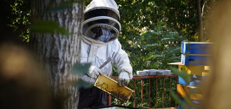 Wielki Dzień Pszczół. Dlaczego musimy ratować zapylacze?