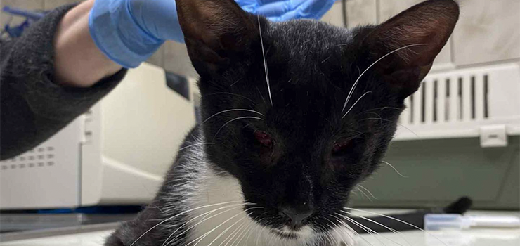 Nowy kot w schronisku!