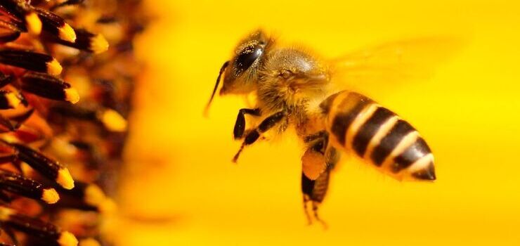 8 sierpnia w Polsce obchodzony jest Wielki Dzień Pszczół. Dlaczego pszczoły zasługują na swoje święto?
