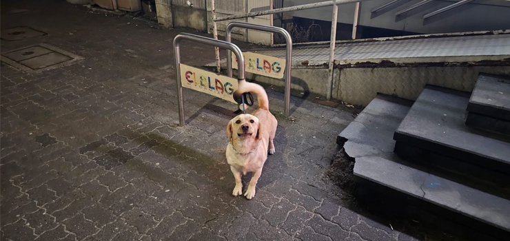 Co moemy zrobi, aby pomc naszym zwierzakom domowym?