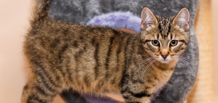 Pokochaj śliczną Elektrę!