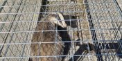 Elblg: Borsukwdrowapo osiedlu Marynarzy. Interweniowaa stramiejska