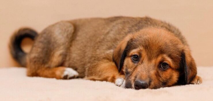 Grube kulki do adopcji