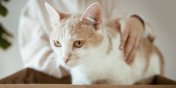 Weekend Adopcji TOZ i Mars Polska: daj mio, zyskaj mio