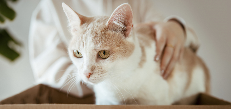 Weekend Adopcji TOZ i Mars Polska: daj mio, zyskaj mio