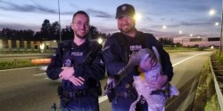 Policjanci z Elbl�ga uratowali rannego �ab�dzia. Wiceminister klimatu i �rodowiska dzi�kuje