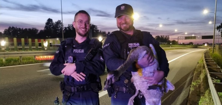 Policjanci z Elbląga uratowali rannego łabędzia. Wiceminister klimatu i środowiska dziękuje
