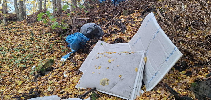 miecenie w lesie udaremnione