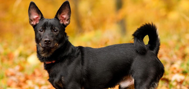 Mały Tynkarz poleca się do adopcji!