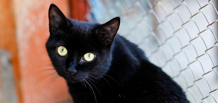 Sku się na czarn Kaw!