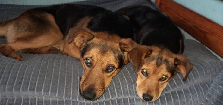 Spon dom w Suchaczu. Dwa psiaki szukaj opieki