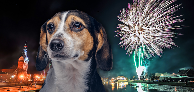 Elblg wprowadzi zakaz fajerwerkw? Obrocy zwierzt apeluj do prezydenta