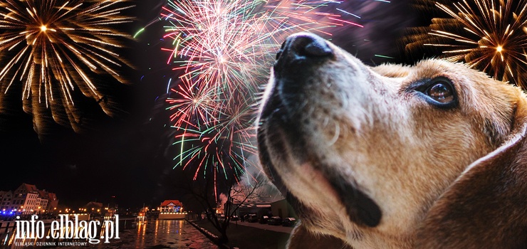 Zakaz fajerwerkw i petard w Elblgu? Co na to mieszkacy? Ankieta INFO