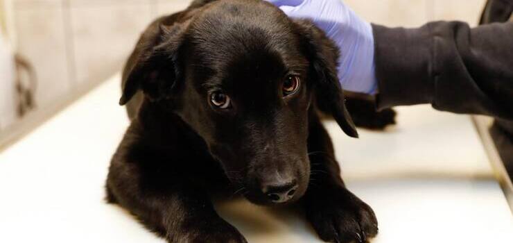 Wesprzyj Willa w walce o zdrowie!